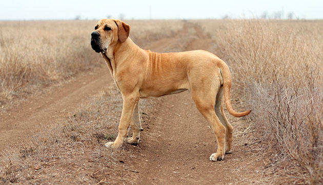 Бойцовская порода собак - Фила бразилейро