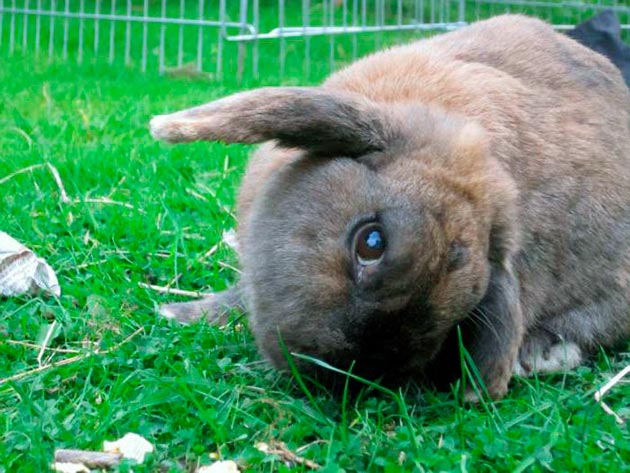 Кокцидиоз может появиться при нарушение карантина при приобретения новых кроликов, а также использования зараженного корма