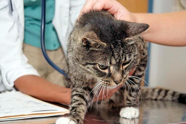 Перед лечением цистита у кошки необходимо сдать необходимые анализы