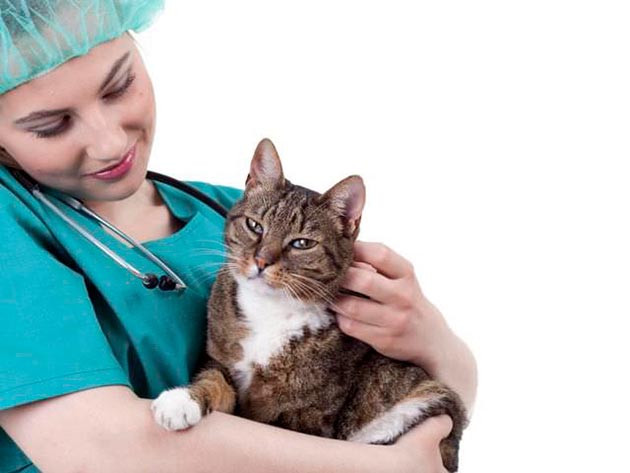 Препараты кошки при цистите должен назначать ветеринар