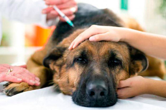 Водянку у собак необходимо лечить комплексно, но предварительно проконсультировавшись у ветеринара