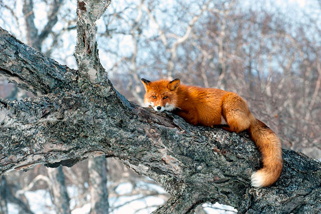Так как ареал обитания лисицы обыкновенной обширен, так же и количество естественных врагов большое