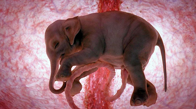 Слонята рождаются уже полностью сформированные, а их вес достигает 100 кг