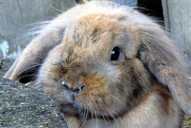Пастереллез у кроликов образуется при контакте с зараженными животными, а также посредством воды