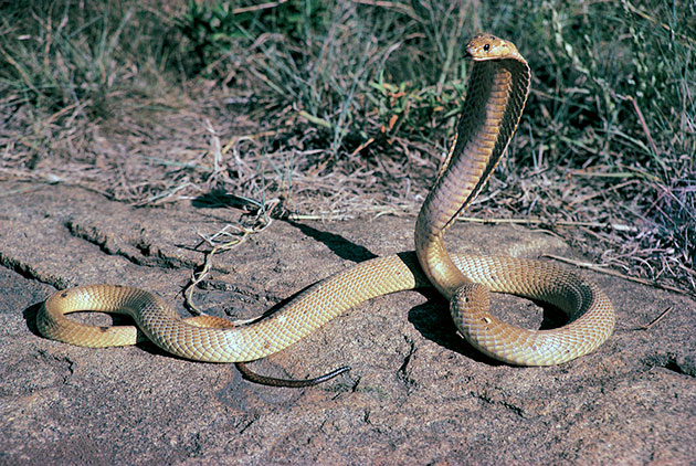 Ученые думаю, что основным фактором долгожительства змей является частота забора яда