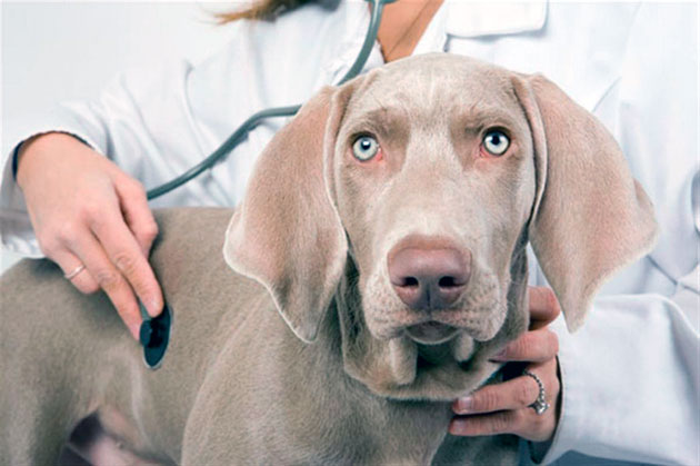 Заражение кожным клещом у собаки происходит зачастую после повреждения кожных покровом