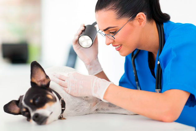 На сегодняшний день существует множество препаратов для лечения подкожного клеща у собаки 