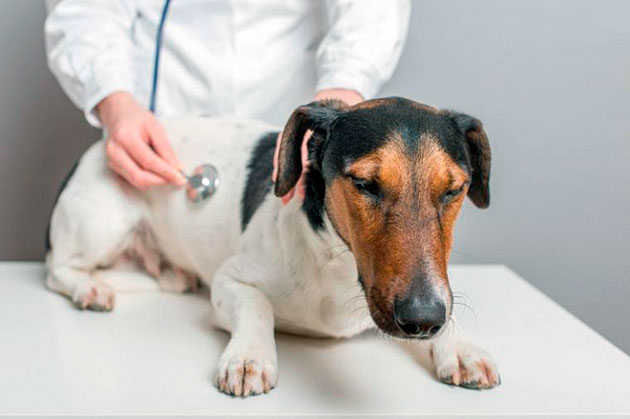 Эффективный метод лечения подкожного клеща у собаки может назначить только ветеринар