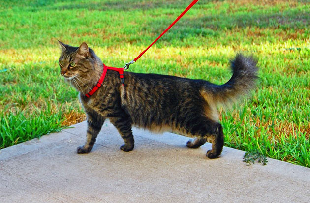 Прежде чем выгуливать кошку на поводке необходимо, что бы она к нему привыкла
