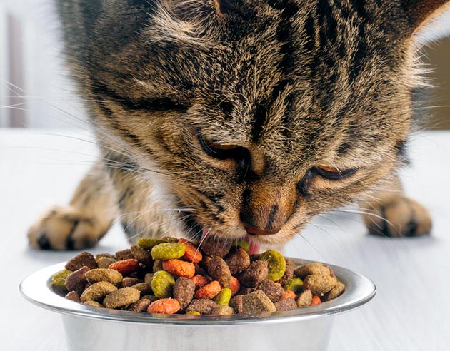 Лечебная диета у кошки во время цистита должна длится не менее месяца