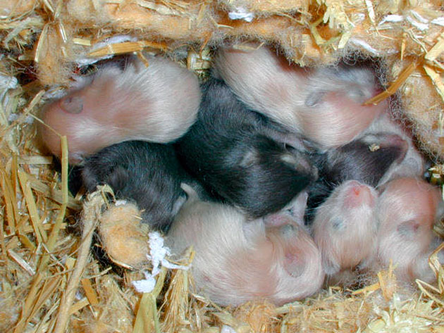 Самка джунгариков самостоятельно готовит себе гнездо