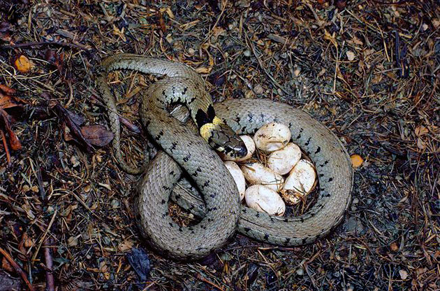 Яйцеживородящие змеи перед рождением своих деток ищут самое незаметное и защищенное место