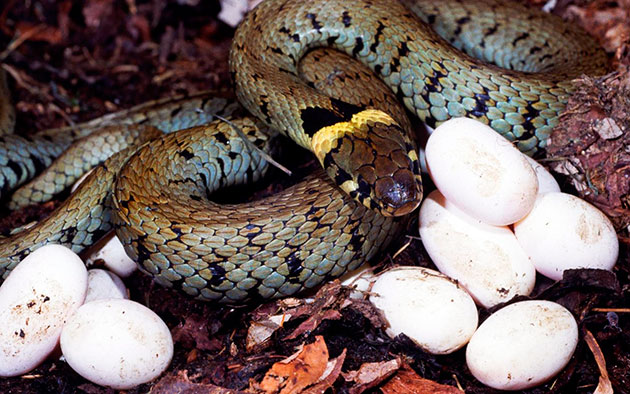 Когда змея отложила яйца, она будет защищать свое гнездо не на жизнь, а насмерть