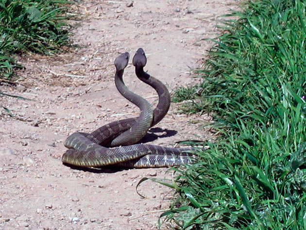 Как размножаются змеи видео смотреть – как происходит спаривание у змей?