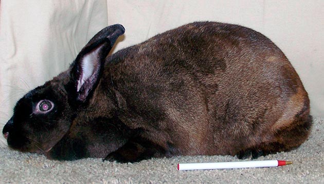 Ринит у кроликов может появляться при неправильном условии содержания или питание