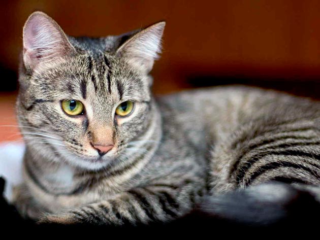 Яркими признаками цистита у кошки являются - частое и болезненное мочеиспускание