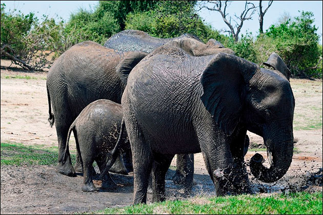 Слонам ежедневно требуется более ста литров воды