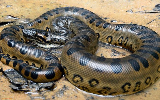 К рекордсменам по долгожительству среди змей относятся анаконды, которые могут жить до трех десятков лет