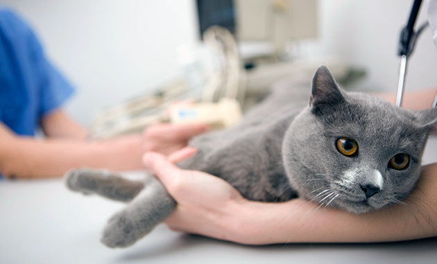 Своевременная вакцинация кошки - лучший гарант долголетия