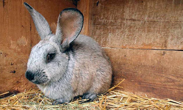 При стригущем лишае у кролика на месте поражения выпадает шерсть, образуется корка и нагноения 