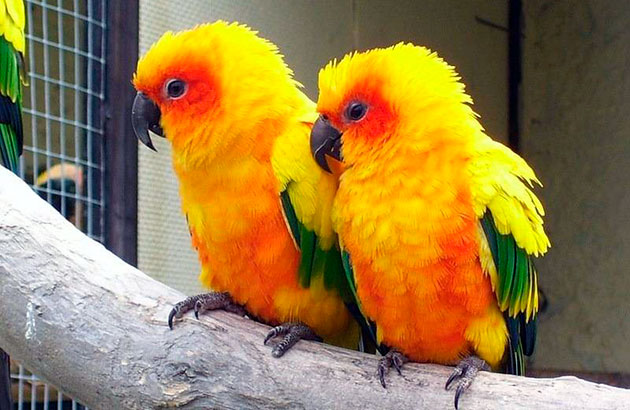 Уход  за тропическими попугаями не вызовет хлопот, пернатые достаточно честолюбивы