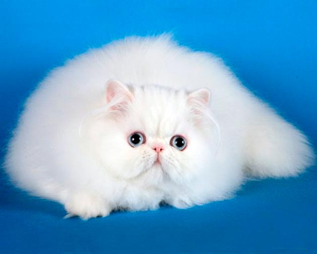 Породы кошек с голубыми глазами - Белые персидские кошки