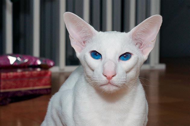 Породы кошек с голубыми глазами - Белый ориентал Форинвайт