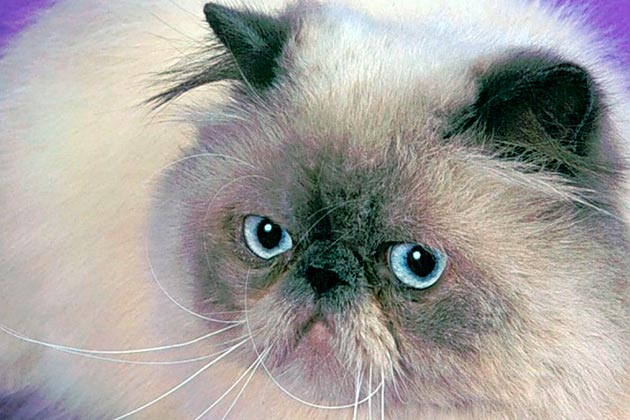 Кошки с голубыми глазами - Гималайские кошки