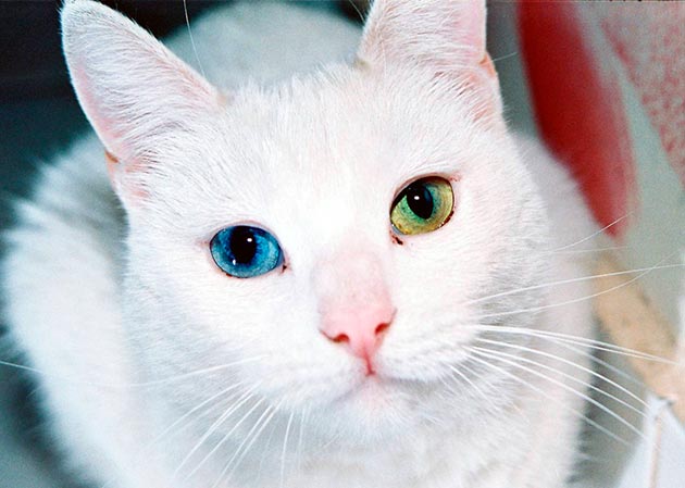 Кошки с голубыми глазами - Као Мани