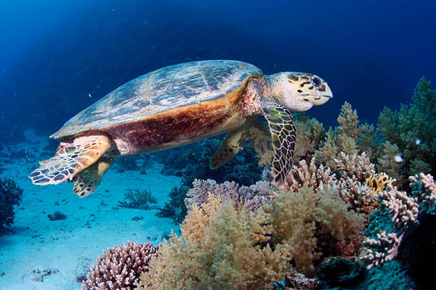 Зеленых черепахи очень доверчивы и поэтому держаться близ берега, часто выбираясь на берег