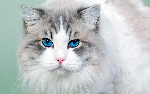 Кошки с голубыми глазами - Охос Азулес