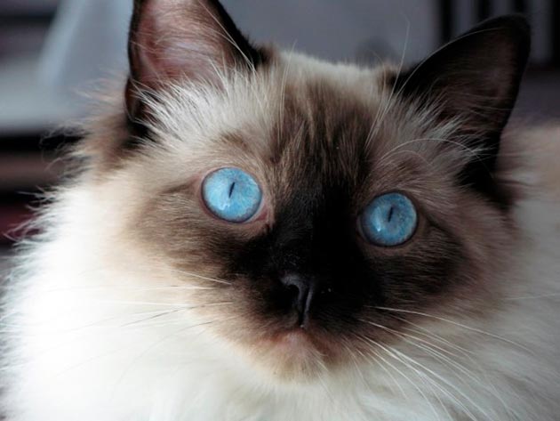 Кот с глазами голубого и коричневого цвета