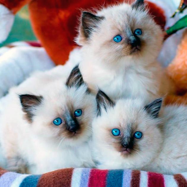 Породы кошек с голубыми глазами - Рэгдоллы