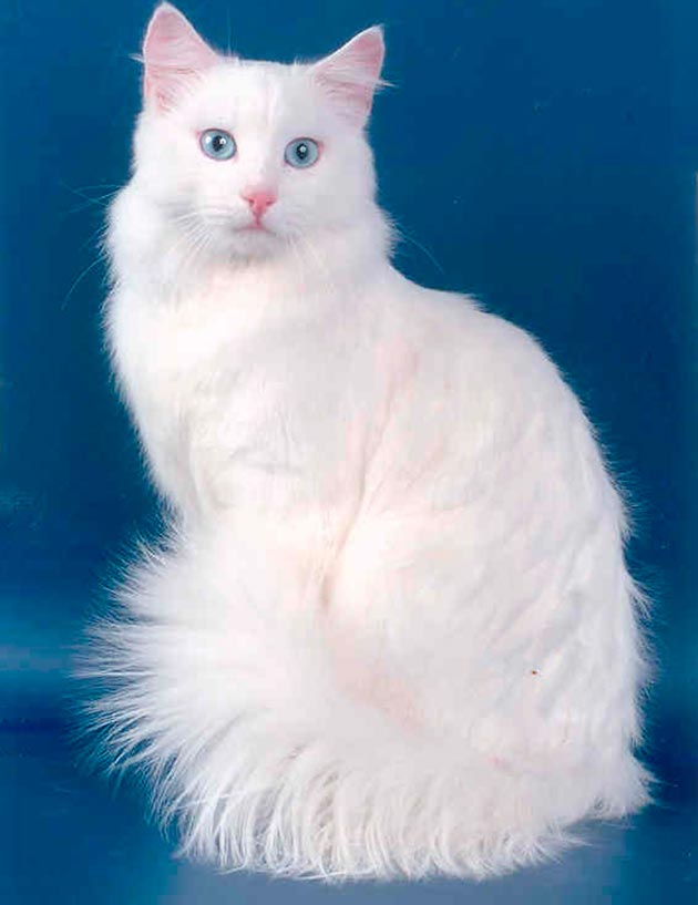 Породы кошек с голубыми глазами - Русская белая