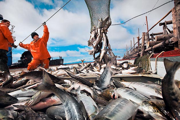 Промысловое значение рыбы кета очень важно, рыбу добывают в широких масштабах