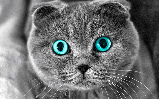 Породы кошек с голубыми глазами - Шотландские вислоухие
