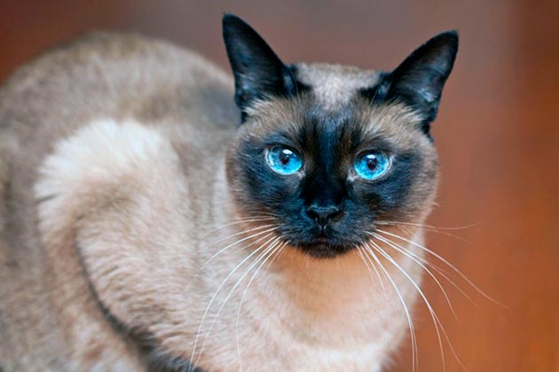 Кошки с голубыми глазами - Сиамские кошки