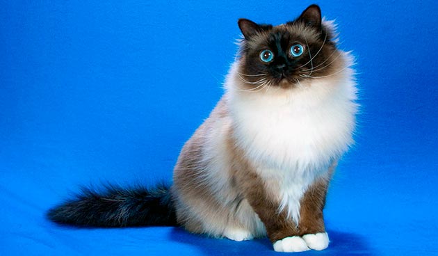 Кошки с голубыми глазами - Священная Бирма