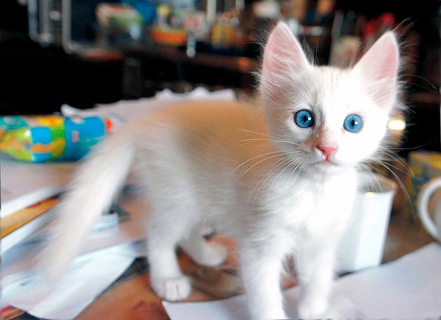 Породы кошек с голубыми глазами - Турецкая ангорка