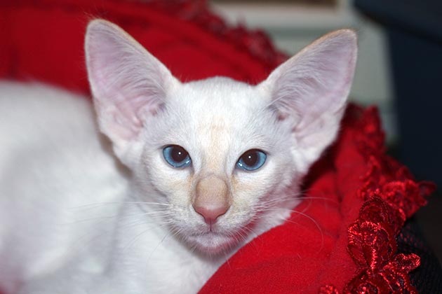 Породы кошек с голубыми глазами - Яванезы