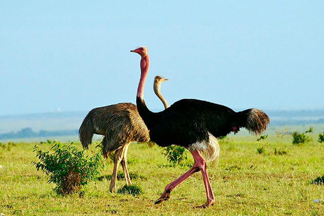 Африканские страусы предпочитают держаться в группах