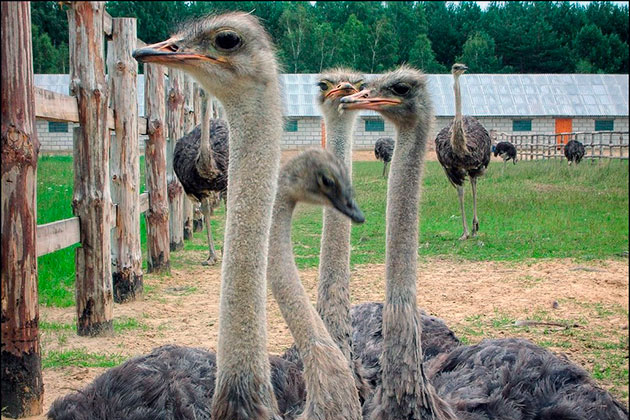 Сегодня одомашнивание страусов несет массовый характер и создаются целые страусиные фермы