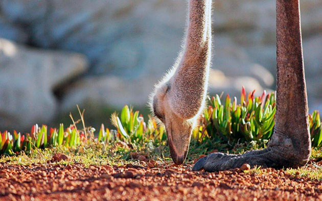 Основное рацион питания страуса — всякого рода растительность