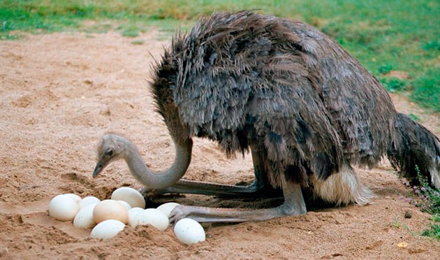 Африканский страус достигает полового созревания в возрасте 3 лет