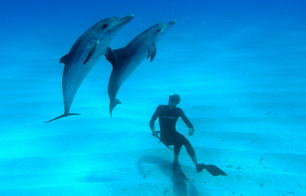 На сегодняшний день основной морской лабораторией по изучению взаимодействия человека и дельфина, является Моутская лаборатория
