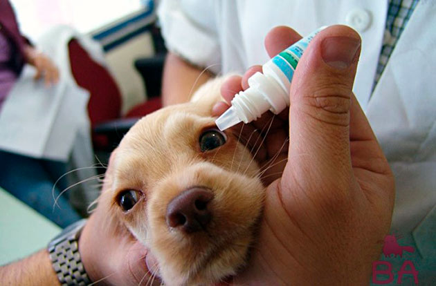 Диагностировать и назначить эффективный метод лечения конъюнктивита у собаки может ветеринар