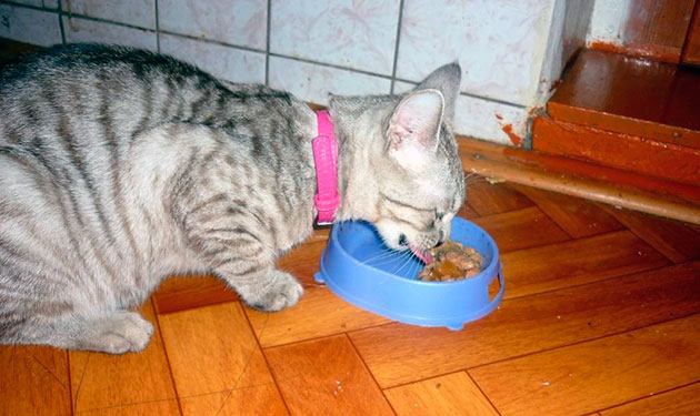 При рвоте у кошки, из её рациона необходимо убрать острую, соленную и копченную еду