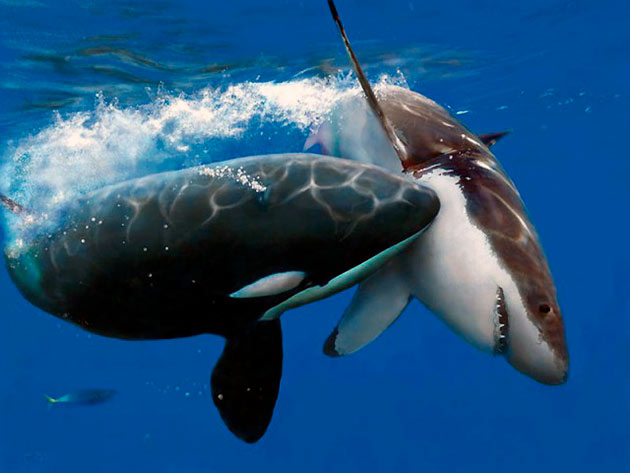 Большая косатка — вот кого из рода дельфиновых должны бояться акулы