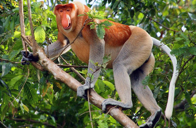 Острова Борнео — вот основное пристанище носатых обезьян