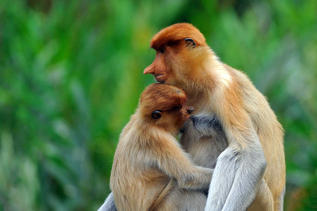 За последние десятилетия популяция обезьян носачей сильно сократилась из-за браконьерства